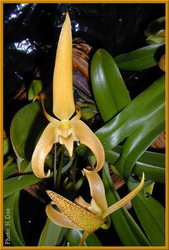Bulbophyllum lobbii 'Kathy's Gold