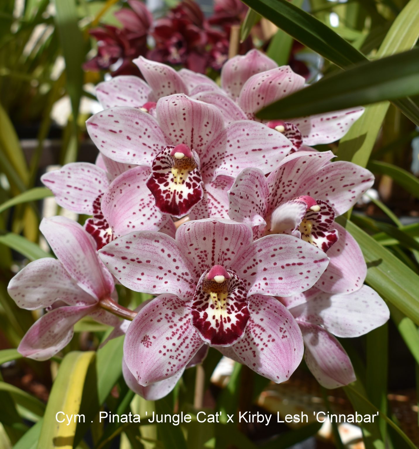 white cymbidium fourth of july