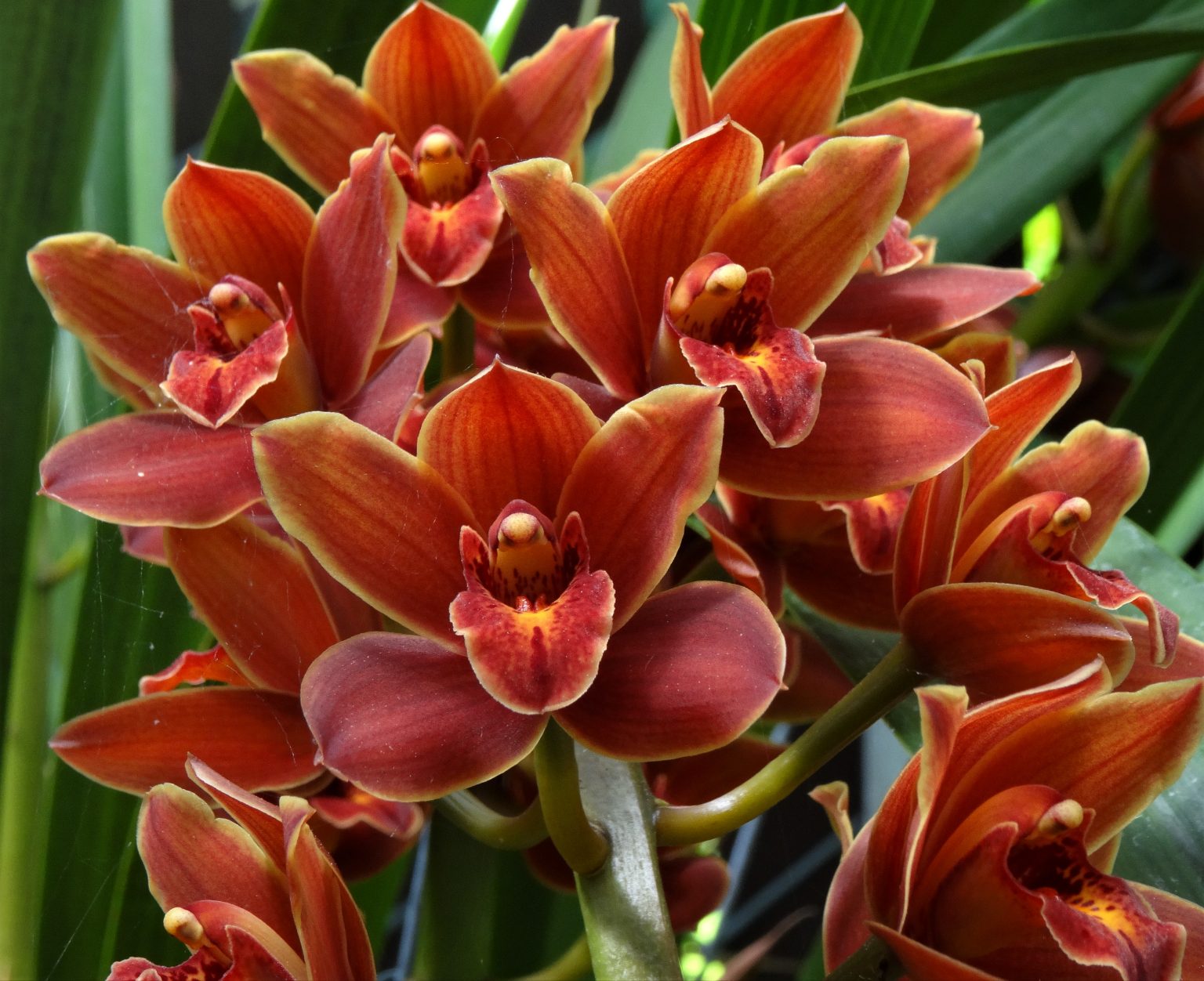 July 13 George Hatfield “breeding Cymbidiums” Diablo View Orchid Society 