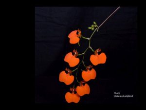 Owner: Chaunie Langland